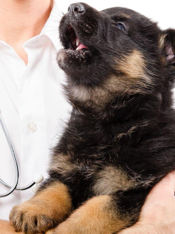 Vétérinaire clinique Châteauguay