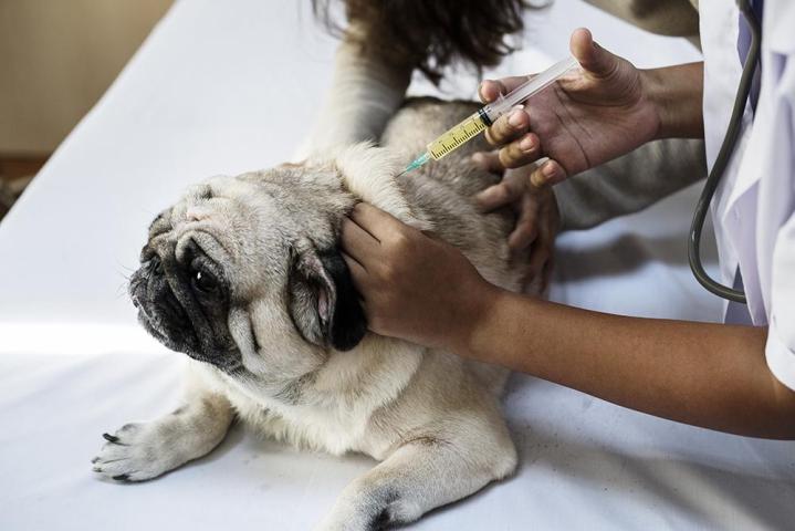 Vaccination vétérinaire Châteauguay