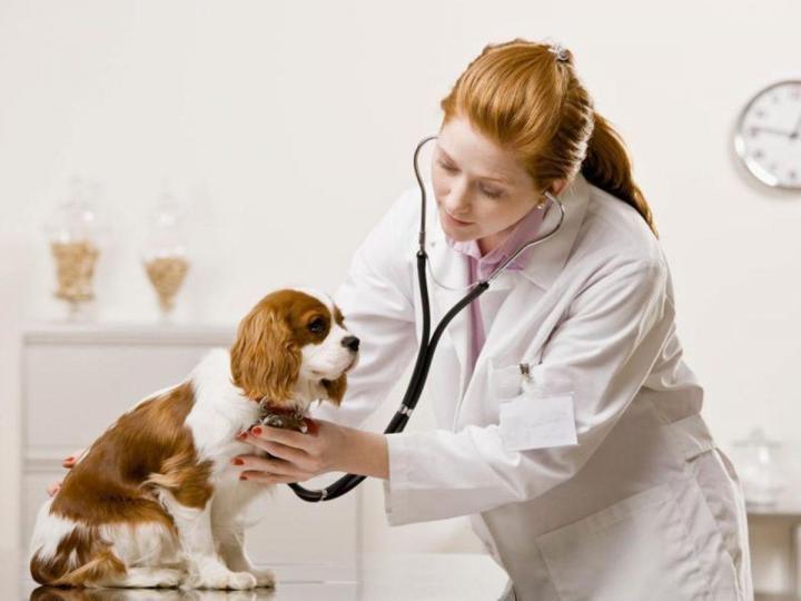 L'hôpital vétérinaire de confiance des passionnées des animaux.