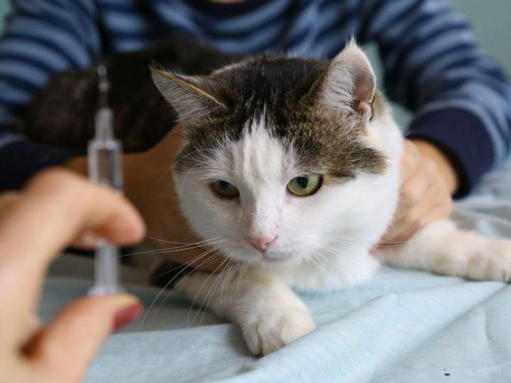 L'hôpital à retenir pour la vaccination de votre animal de compagnie.