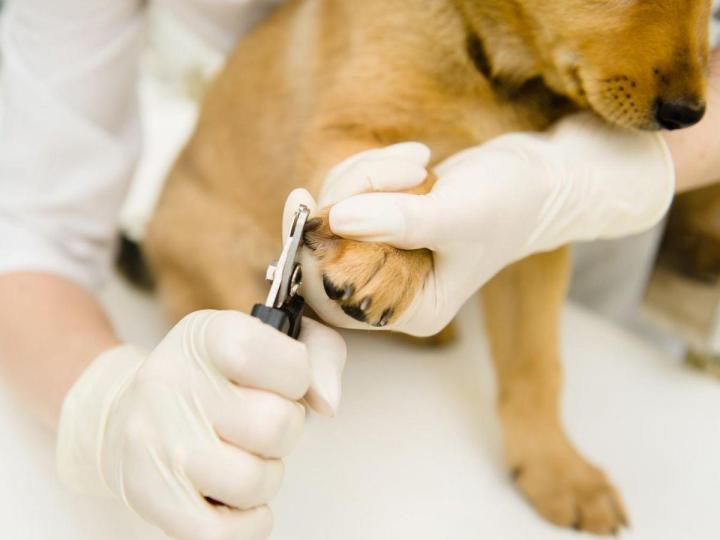 Toilettage de votre chien ou chat en toute délicatesse.