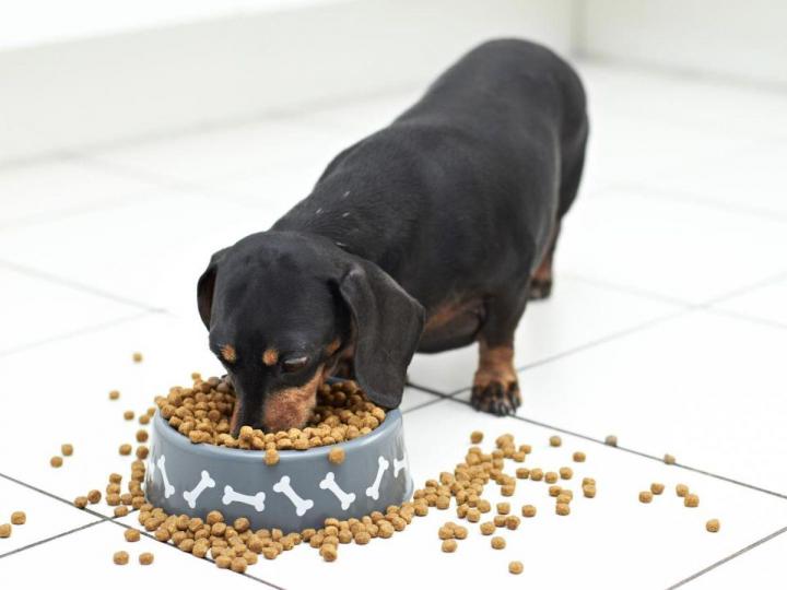 Un large choix de nourriture pour animaux pas cher.