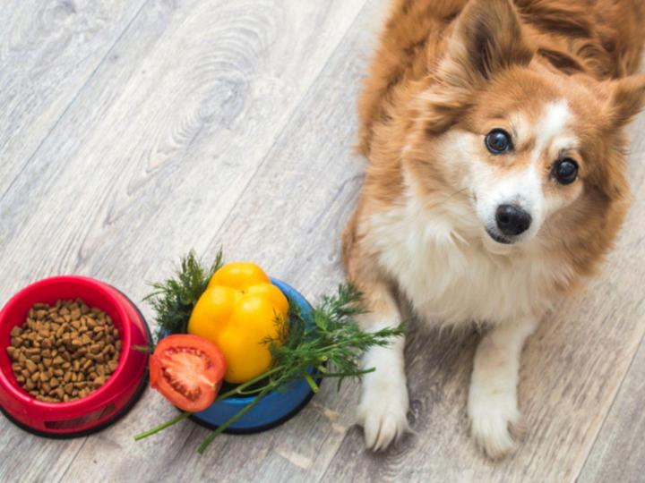 Nourriture pour animaux Châteauguay