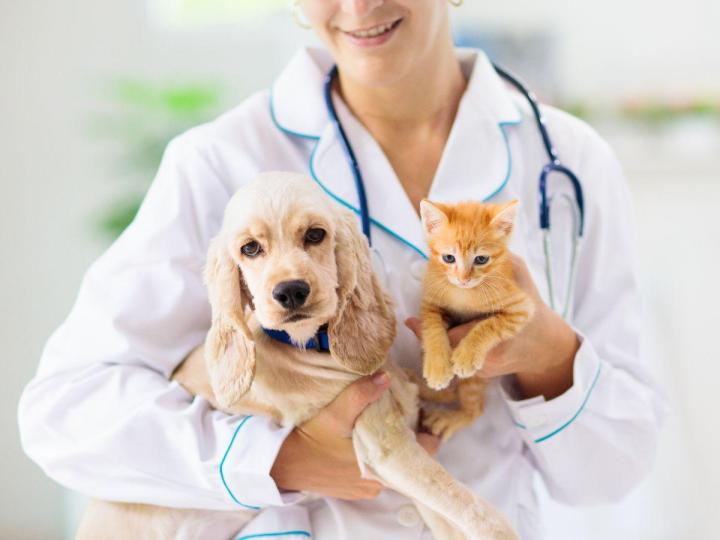 Vaccination vétérinaire Châteauguay